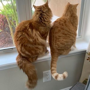 Meet your Posher, Monet